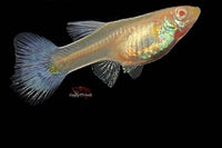 Guppy-galaxy-online-kaufen-guppyzucht-breeding-guppys
