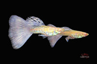 Exklusive-Guppys-züchten-Guppy-Galaxy-purple-tail-albino