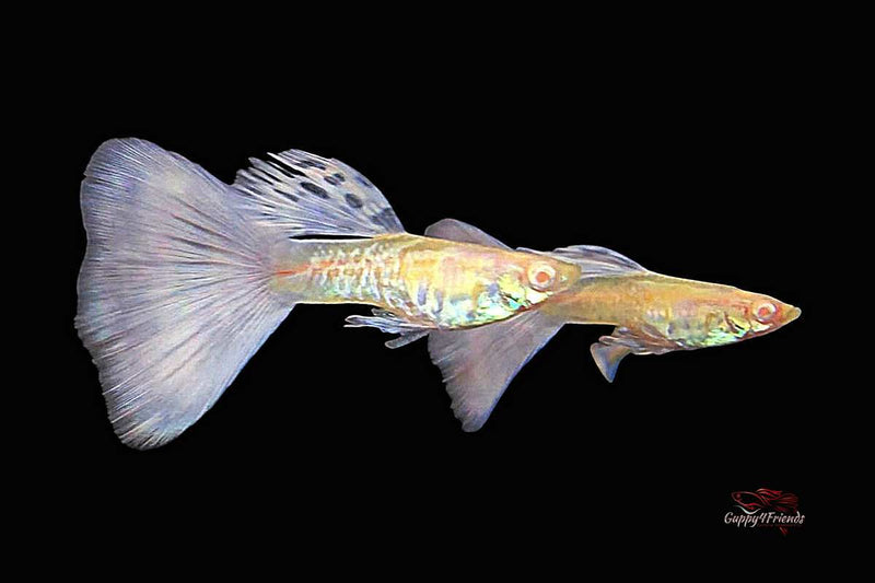 Exklusive-Guppys-züchten-Guppy-Galaxy-purple-tail-albino