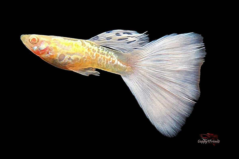 Hochzuchtguppy-Albino-Galaxy-Purple-Tail