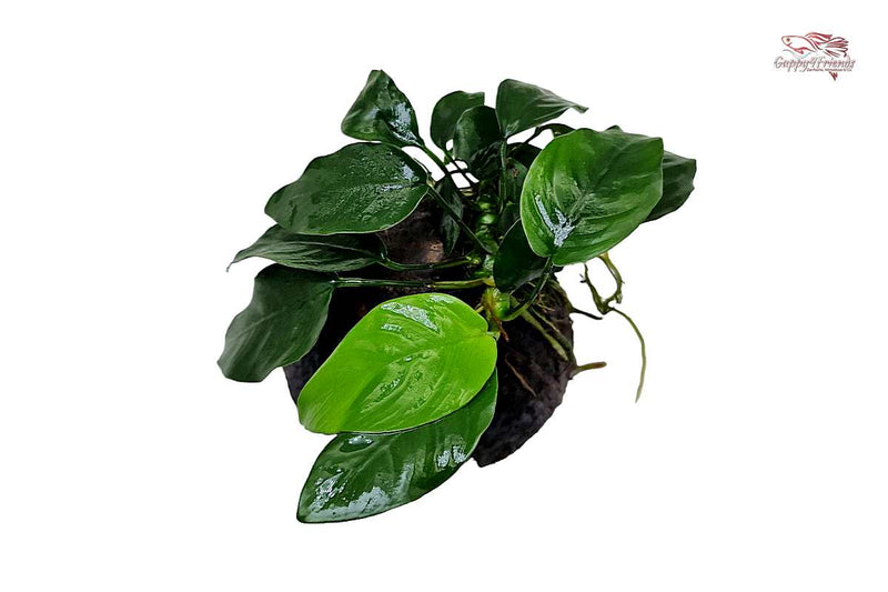 Anubias-barter-var-nana-on-coconutcave-coconut-cave-aqua-decor-decoration-aquarium-fishtank