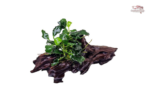 Anubias-barteri-var-nana-Kirin-mini-super-kleine-Aquariumpflanze-mini-anubias-Neuheit-neue-Anubias-kräuselige-Blattform