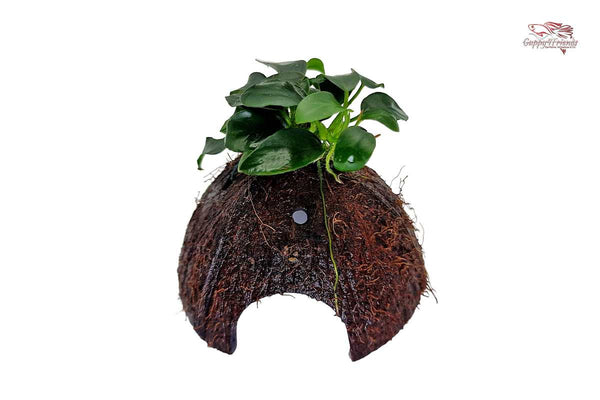 Anubias-barteri-var-nana-bonsai-Anubias-nana-petite-kleinste-Aufsitzerpflanze-mini-aquariumpflanzen-einfache-Haltung-wenig-Pflege-niedrige-Ansprüche-Aufsitzerpflanze-Kokosnusshöhle-Coconut-Cave