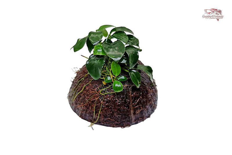 Anubias-barteri-var-nana-bonsai-Anubias-nana-petite-kleinste-Aufsitzerpflanze-mini-aquariumpflanzen-einfache-Haltung-wenig-Pflege-niedrige-Ansprüche-Aufsitzerpflanze-Kokosnusshöhle-Coconut-Cave