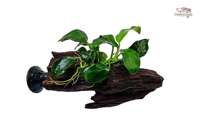 Anubias-barteri-var-nana-bonsai-kleinste-Anubias-Mini-Pflanze-Aquarium-Garnelencube-Pflanzen-für-Garnelen-Nano-Dekoration-Aquarium-Einrichtung-water-plants-aqua-decor