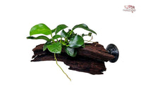 Anubias-barteri-var-nana-bonsai-kleinste-Anubias-Mini-Pflanze-Aquarium-Garnelencube-Pflanzen-für-Garnelen-Nano-Dekoration-Aquarium-Einrichtung-water-plants-aqua-decor-Guppy4friends