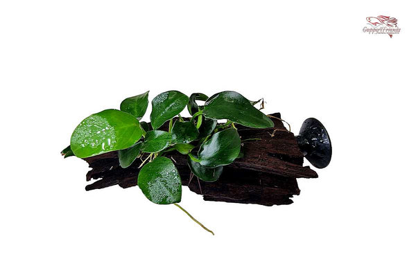 Anubias-barteri-var-nana-bonsai-kleinste-Anubias-Mini-Pflanze-Aquarium-Garnelencube-Pflanzen-für-Garnelen-Nano-Dekoration