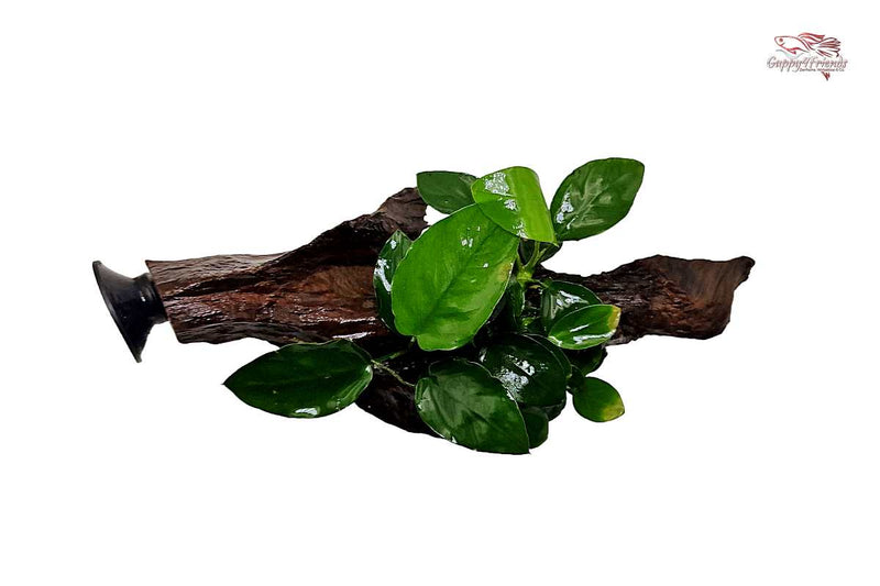 Anubias-Nana-Speerblatt-Zwergspeerblatt-Aquarium-robuste-Pflanze-barschfressend-langsam-wachsend-Aufsitzerpflanze