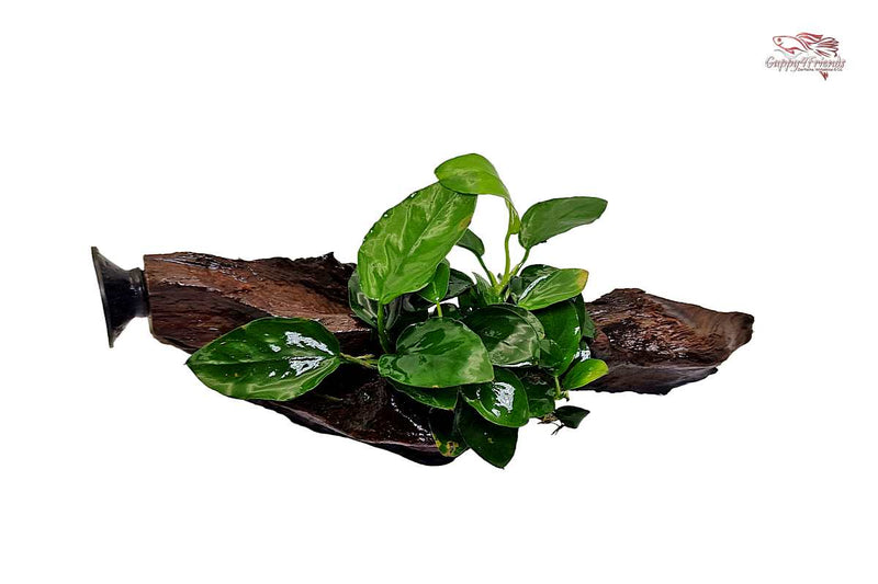 Anubias-Nana-Speerblatt-Zwergspeerblatt-Aquarium-robuste-Pflanze-barschfressend-langsam-wachsend-Aufsitzerpflanze