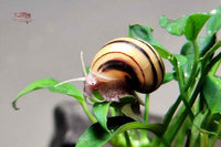 Apfelschnecke-Zebra-Apfelschnecken-Asolenespixii-Asolene-spixii-Asolene-spixi-water-snail-erlaubte-Zwerg-Apfelschnecke-für-Aquarien-Algenfresser-Aufräumer