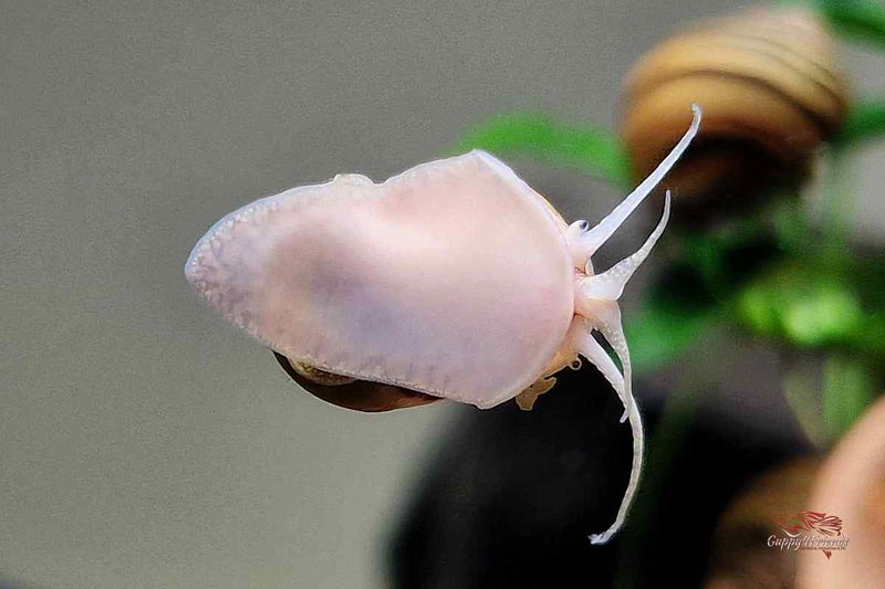 Zebra Apfelschnecke (Asolene spixii)