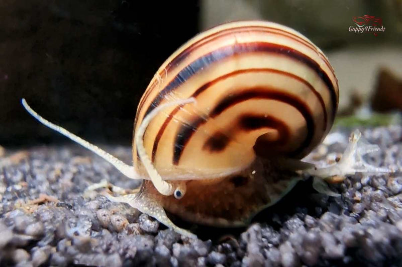 Apfelschnecke-Zebra-Apfelschnecken-Asolenespixii-Asolene-spixii-Asolene-spixi-water-snail-erlaubte-Zwerg-Apfelschnecke-für-Aquarien-Algenfresser-Aufräumer