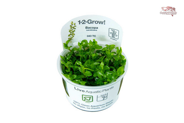 Bacopa-Caroliniana-Fettblatt-algenfrei-schneckenfrei-pestizidfrei-Aquariumpflanze-Hintergrundpflanze-einfache-Pflanze-Nährstoffe