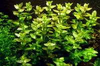 Bacopa-Caroliniana-Fettblatt-algenfrei-schneckenfrei-pestizidfrei-Aquariumpflanze-Hintergrundpflanze-einfache-Pflanze-Nährstoffe-guppy4friends
