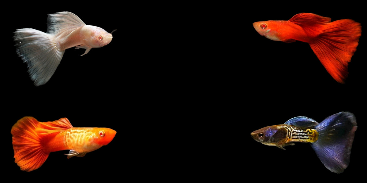 Guppys-online-kaufen-Guppyzucht-Züchter-Zierfische-Aquaristikbedarf-Ulm