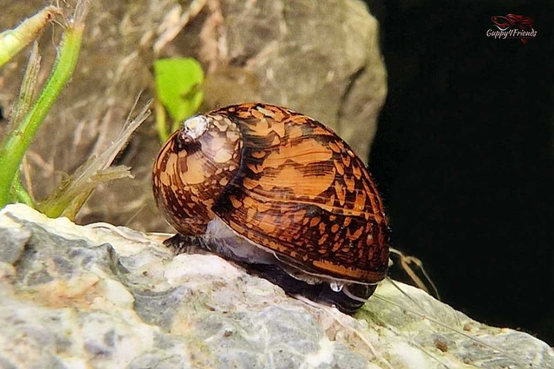 Neritina-variegata-Batik-Rennschnecke-Mosaik-Rennschnecke-Tattoo-Rennschnecke-Ornament-Schnecke-beautiful-snail-aquarium-snail
