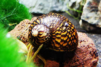 Neritina-variegata-Batik-Rennschnecke-Mosaik-Rennschnecke-Tattoo-Rennschnecke-Ornament-Schnecke-beautiful-snail-aquarium-snail-Tribal-Rennschnecke-water-snail-aquariumschnecke-algenfresser