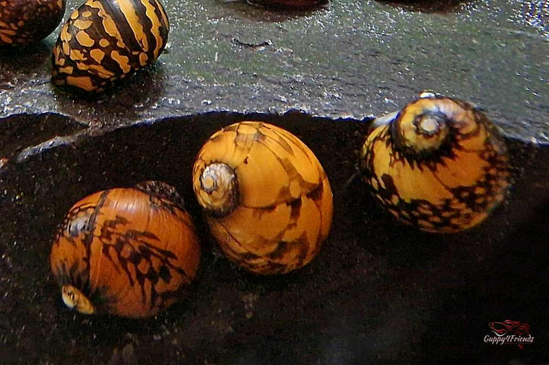 Neritina-variegata-Batik-Rennschnecke-Mosaik-Rennschnecke-Tattoo-Rennschnecke-Ornament-Schnecke-beautiful-snail-aquarium-snail-Tribal-Rennschnecke