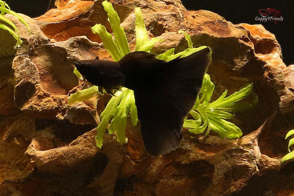 Black-Moscow-Guppy-Poecilia-reticulata-Schwarze-Moskauer-Hochzucht-Guppys-online-bestellen-Guppy-Hochzuchten-Schwarze-Fische-black-fish-schwarzer-Aquariumfisch-Gesellschaftsfisch-Guppy4friends-Lebendgebärende-deutsche-Nachzucht-liebevolle-Guppyzucht