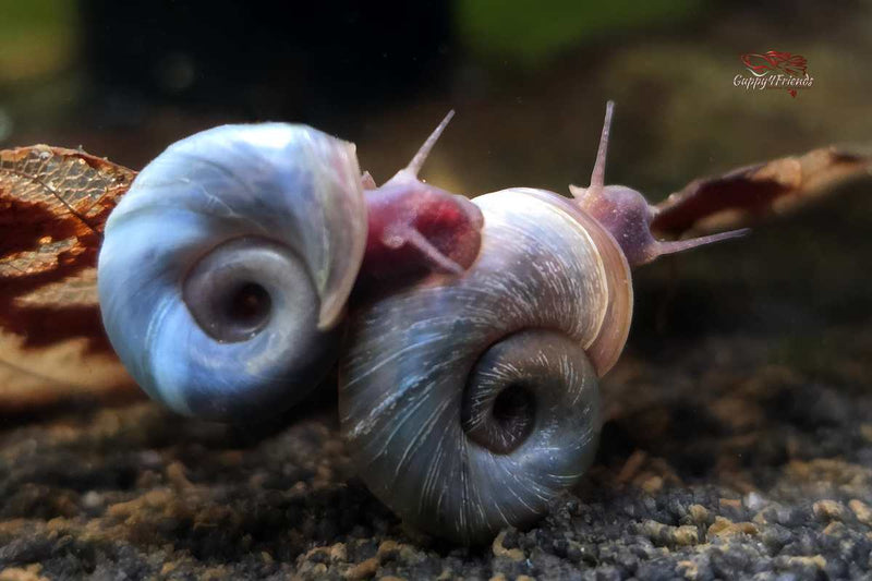 Blaue Posthornschnecke /  Planorbella duryi var. Blue