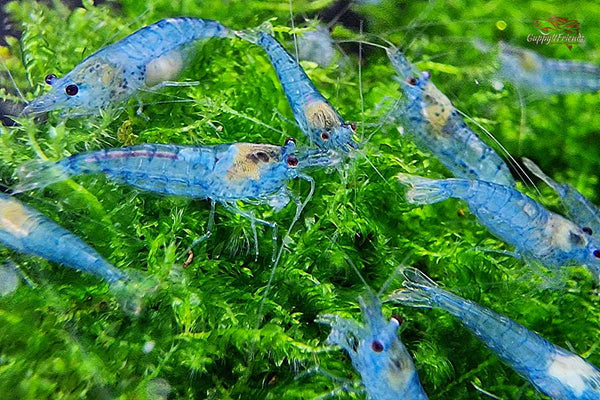 Neocaridina-davidi-Blue-Jelly-durchsichtige-Garnele-Hellblau-Eisblau-Hartwasser-Ziergarnelen-Zwerggarnelen-Zwerg-Garnelen-Shrimp-blue-jelly-shrimps