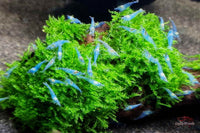 Neocaridina-davidi-Blue-Jelly-durchsichtige-Garnele-Hellblau-Eisblau-Hartwasser-Ziergarnelen-Zwerggarnelen-Zwerg-Garnelen-Shrimp-blue-jelly-shrimps