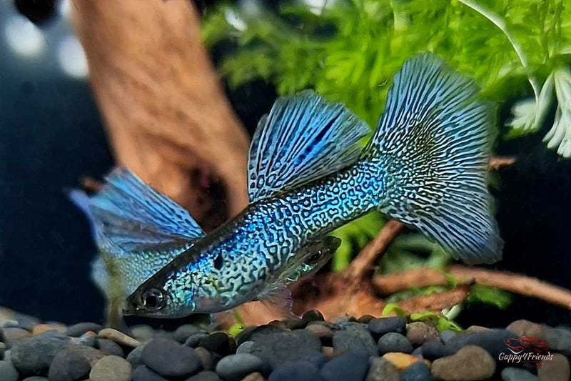 Poecilia-reticulata-Hochzucht-Guppys-Blue-Lace-Bluelace-Guppies-Online-kaufen-direkt-beim-Zuechter-online-versand-liebevolle-Aufzucht-Guppyzucht-Raritäten-Aquariumfische