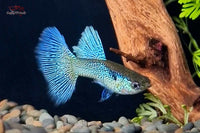 Poecilia-reticulata-Hochzucht-Guppys-Blue-Lace-Bluelace-Guppies-Online-kaufen-direkt-beim-Zuechter-online-versand-liebevolle-Aufzucht-Guppyzucht-Raritäten-Aquariumfische