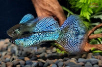 Poecilia-reticulata-Hochzucht-Guppys-Blue-Lace-Bluelace-Guppies-Online-kaufen-direkt-beim-Zuechter-online-versand-liebevolle-Aufzucht-Guppyzucht-Raritäten-Aquariumfische