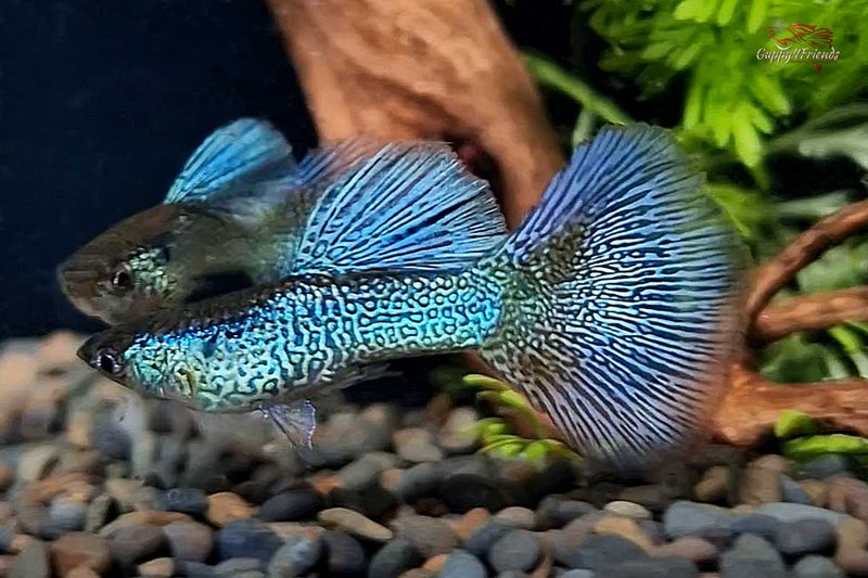 Poecilia-reticulata-Hochzucht-Guppys-Blue-Lace-Bluelace-Guppies-Online-kaufen-direkt-beim-Zuechter-online-versand-liebevolle-Aufzucht-Guppyzucht-Raritäten-Aquariumfische