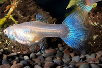 Poecilia-reticulata-Hochzucht-Guppy-Guppys-Albino-Blue-Topaz-Sky-Blue-Zierfische-Guppyzucht-Hochzucht-Guppies-Guppy4friends-online-bestellen-Tierversand