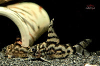 Corydoras sp. CW111 "Zebrina" HIGH FIN Zebra-Panzerwels *DNZ*
