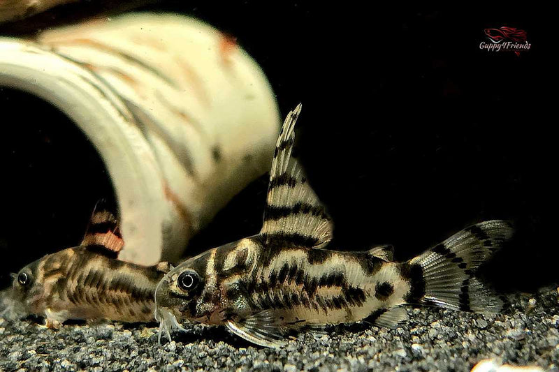 Corydoras sp. CW111 "Zebrina" HIGH FIN Zebra-Panzerwels *DNZ*