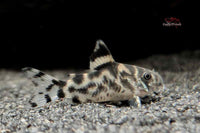 Corydoras-CW111-Zebra-Panzerwels-Zebra-Wels-spektakuläre-Corycoras-Zebrina-sp-Bonita-Bodenbewohner-Raritäten-seltene-Zierfische-rare-fish-rare-ornamental-fish-freshwater