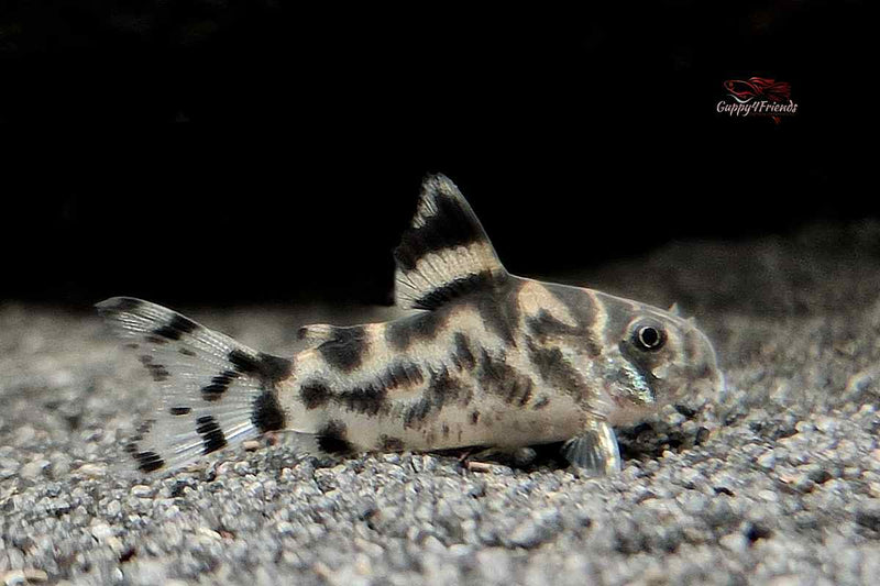 Corydoras-CW111-Zebra-Panzerwels-Zebra-Wels-spektakuläre-Corycoras-Zebrina-sp-Bonita-Bodenbewohner-Raritäten-seltene-Zierfische-rare-fish-rare-ornamental-fish-freshwater