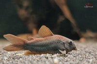 Corydoras-aeneus-black-venezuela-Metallpanzerwels-schwarz-Panzerwels-Bodenfisch-Nahrungssuche-Reinigungstrupp-für-Aquarien