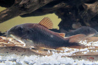 Schwarzer-Metallpanzerwels-Corydoras-aeneus-black-venezuela-Deutsche-Nachzucht-premium-qualität