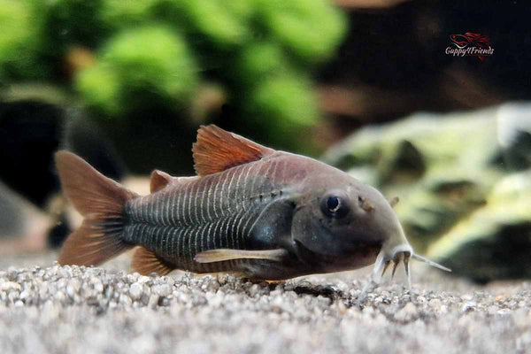 Corydoras-aeneus-black-venezuela-Metallpanzerwels-schwarz-Panzerwels-Bodenfisch-Nahrungssuche-Reinigungstrupp-für-Aquarien