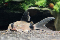 Corydoras-Panda-Longfin-Long-Fin-Schleierflossen-panda-Panzerwelse-Corydoras-Longfin-klein-bleibende-Panzerwelse-Schleier