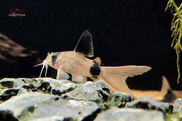 Corydoras-Panda-Longfin-Long-Fin-Schleierflossen-panda-Panzerwelse-Corydoras-Longfin-klein-bleibende-Panzerwelse-Schleier