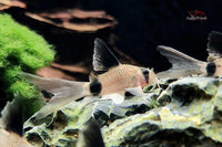 Corydoras-Panda-Longfin-Long-Fin-Schleierflossen-panda-Panzerwelse-Corydoras-Longfin-klein-bleibende-Panzerwelse-Schleier