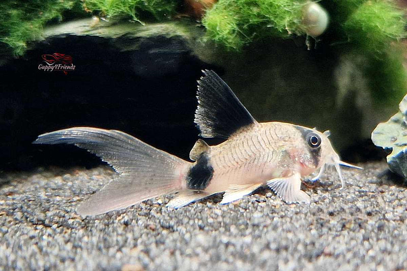 Corydoras-Panda-Longfin-Long-Fin-Schleierflossen-panda-Panzerwelse-Corydoras-Longfin-klein-bleibende-Panzerwelse-Schleier