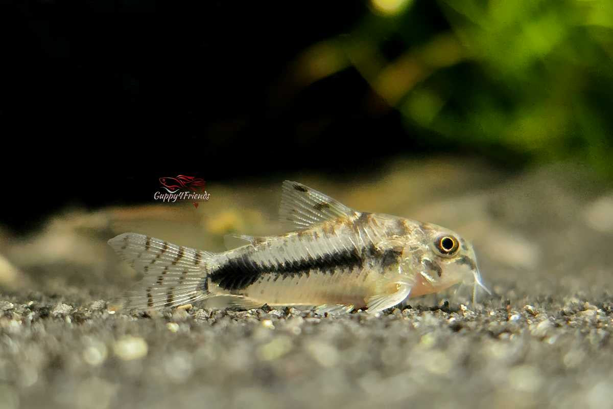 Corydoras (Hoplisoma) Habrosus / Marmorierter Schachbrett-Zwergpanzerwels