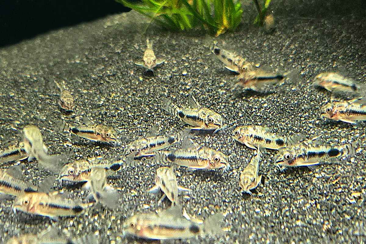 Corydoras (Hoplisoma) Habrosus / Marmorierter Schachbrett-Zwergpanzerwels