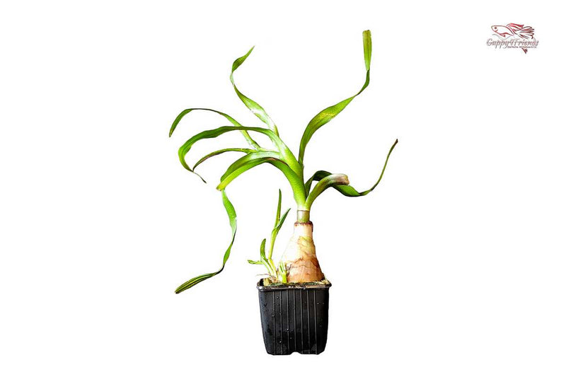 Crinum-thaianum-Mutterpflanze-XL-Aquariumpflanze-breite-Blattbänder-Hintergrundpflanze-barschfest