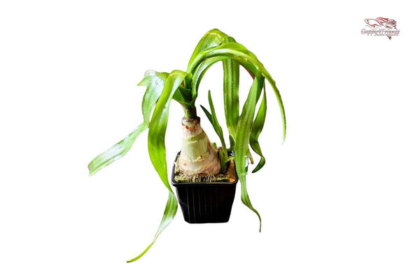 Crinum-thaianum-Mutterpflanze-XL-Aquariumpflanze-breite-Blattbänder-Hintergrundpflanze-barschfest
