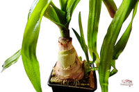 Crinum-thaianum-Mutterpflanze-XL-Aquariumpflanze-breite-Blattbänder-Hintergrundpflanze-barschfest-Bitterstoffe-Zwiebelpflanze-Wasserfpflanze-Tropica-waterplants