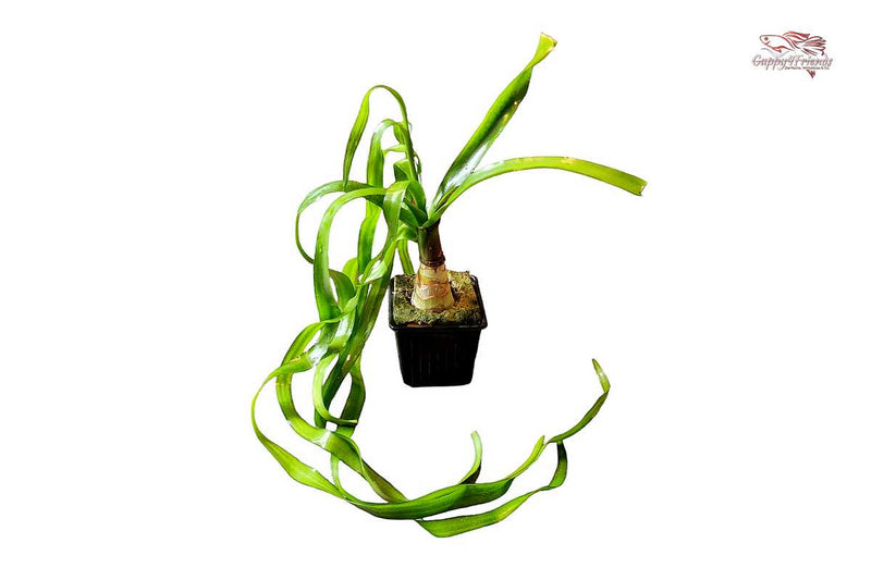 Crinum-thaianum-Mutterpflanze-XL-Aquariumpflanze-breite-Blattbänder-Hintergrundpflanze-barschfest-Bitterstoffe-Zwiebelpflanze-Wasserfpflanze-Tropica-waterplants