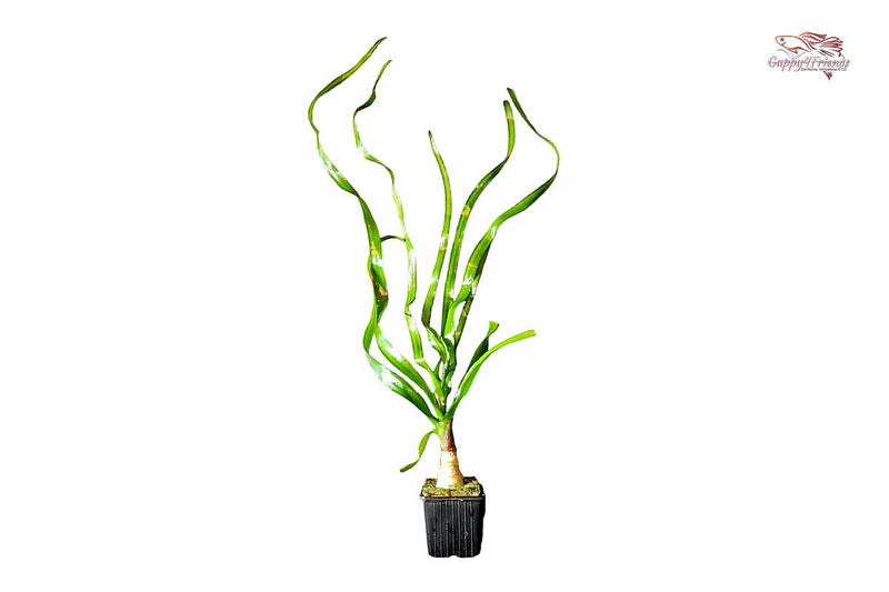 Crinum-thaianum-Mutterpflanze-XL-Aquariumpflanze-breite-Blattbänder-Hintergrundpflanze-barschfest-Bitterstoffe-Zwiebelpflanze-Wasserfpflanze-Tropica-waterplants