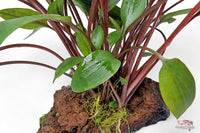 Cryptocoryne-beckettii-petchii-auf-Lavastein-Aquadecor-Naturdeko-Pflanze-auf-Stein-gewachsen-Aufsitzerpflanze-Aquariumdeko-Aquariumeinrichtung-Wasserkelch-Cryptocoryne-kleinbleibende-Wasserpflanze-Tropica-Aquariumplants-grüne-Pflanze-rote-Stiele